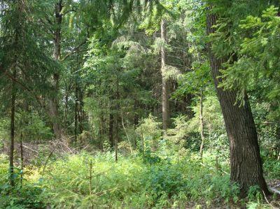 photo 648c5bd562a76_thumb.jpg