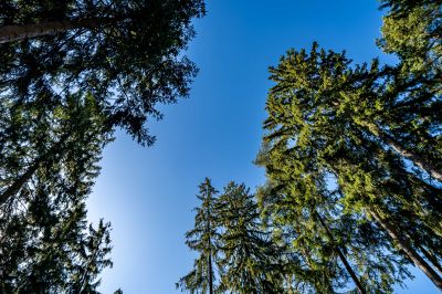 photo 67ea9b0fc10a3_thumb.jpg