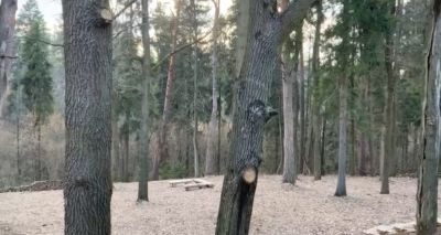 photo 67ee8b8c47516_thumb.jpg