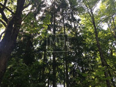 photo 66bf3a4302613_thumb.jpg