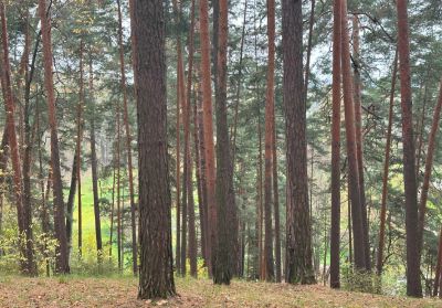 photo 11768_6728b502804a6_thumb.jpg