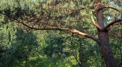 photo 6741d3d2bf52d_thumb.jpg