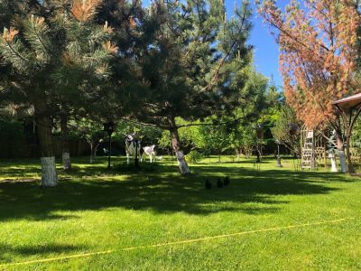 photo 677e96a0693c6_thumb.jpg