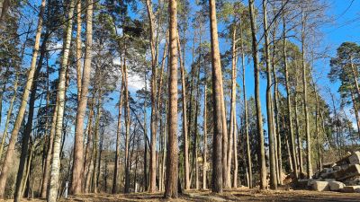 photo 67dc1c54e4a34_thumb.jpg