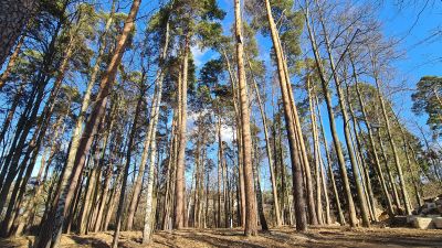 photo 67dc1c579e556_thumb.jpg