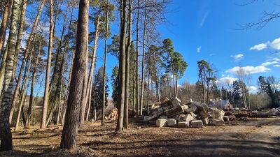 photo 67dc1c5d1c4e2_thumb.jpg