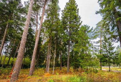 photo 67e145315b4d8_thumb.jpg