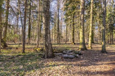 photo 67f3e0b47b460_thumb.jpg