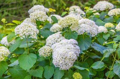 photo 67f3d16b9ac64_thumb.jpg