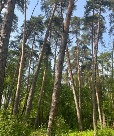 photo 682c7c26c7842_thumb.jpg