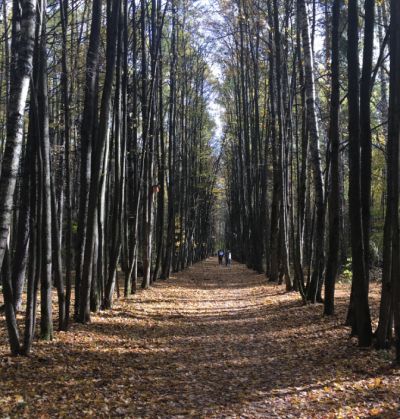 photo 68371372141bf_thumb.jpg