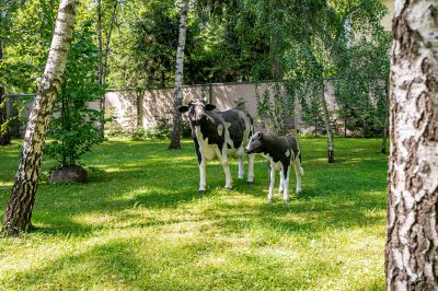 photo 688b41e0a42ef_thumb.jpg