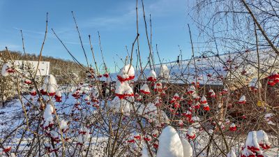 photo 69807cd75aba3_thumb.jpg