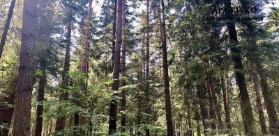 photo 68922d1b6f5f9_thumb.jpg