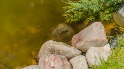 photo 689dbf3620835_thumb.jpg