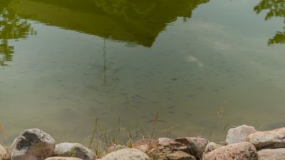 photo 689dbf783ea0f_thumb.jpg