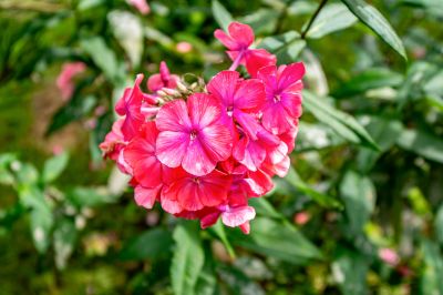 photo 68a706a2e9dd7_thumb.jpg