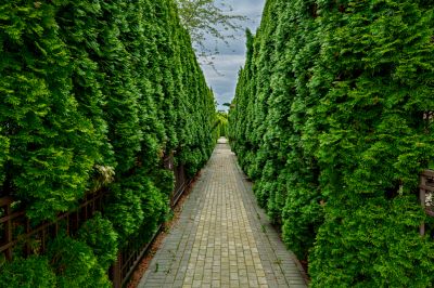 photo 68ca97603cc2e_thumb.jpg