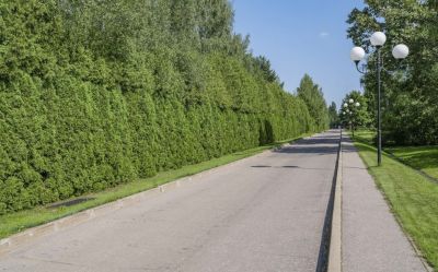 photo 68caa18b44480_thumb.jpg