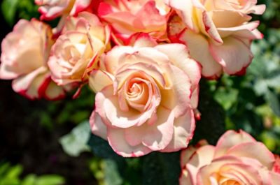 photo 68cbe09538f8c_thumb.jpg