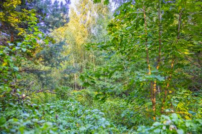 photo 68da5a228bd1b_thumb.jpg