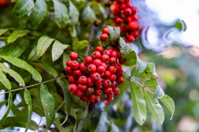 photo 68da624f86309_thumb.jpg