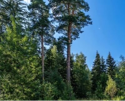 photo 68e90bf2aa35a_thumb.jpg