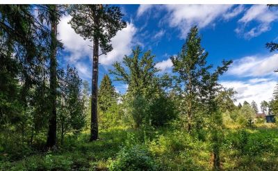 photo 68e90bf3b294f_thumb.jpg