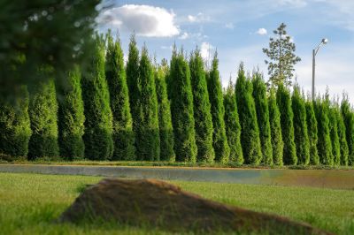 photo 68f6193174793_thumb.jpg