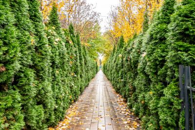 photo 690da99d76474_thumb.jpg