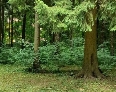 photo 691f0a936408a_thumb.jpg