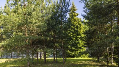 photo 692ed4eb6277f_thumb.jpg