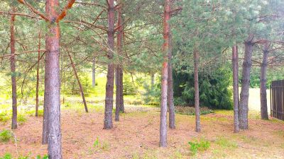 photo 6943d937ad239_thumb.jpg