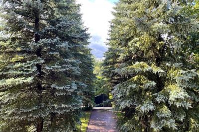 photo 696a48580ffa4_thumb.jpg