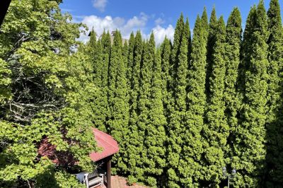 photo 696a486f848a5_thumb.jpg