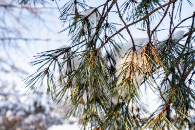 photo 697a18b03ca22_thumb.jpg