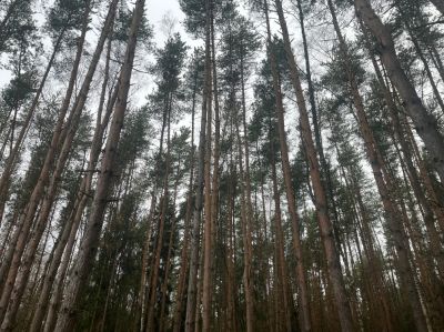 photo 69afd5306a0bd_thumb.jpg