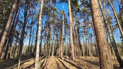 photo 12812_67dc1c5a818f1_thumb.jpg