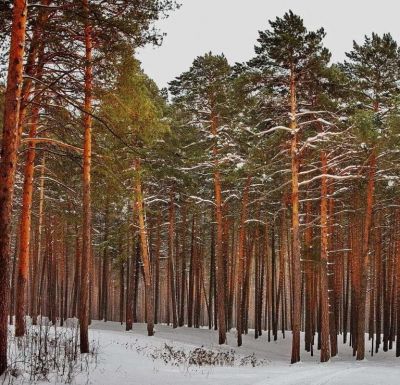 photo 63bddf01550e6_thumb.jpg