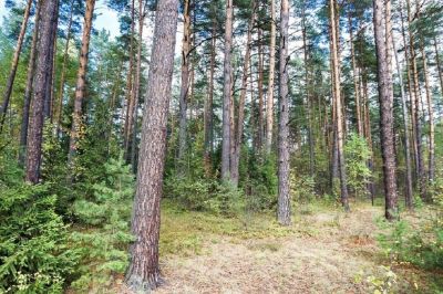 photo 68e5243fbe8c9_thumb.jpg