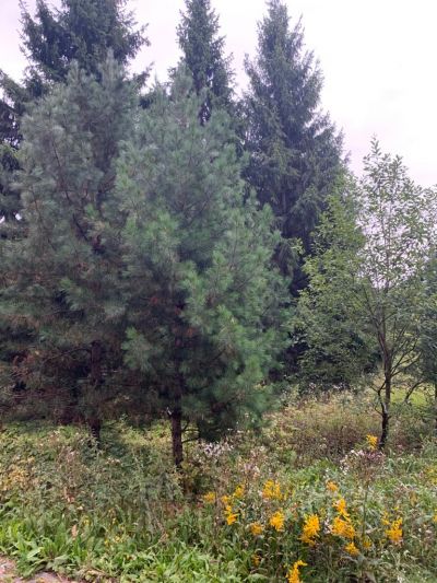 photo 63bdea9471d1d_thumb.jpg