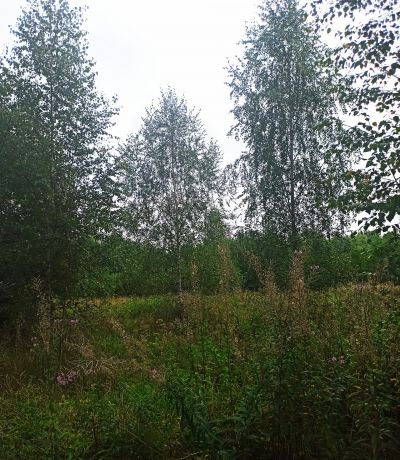 photo 63bdf2c8467ec_thumb.jpg