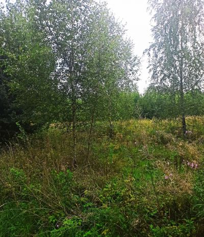 photo 63bdf2c9a0a96_thumb.jpg