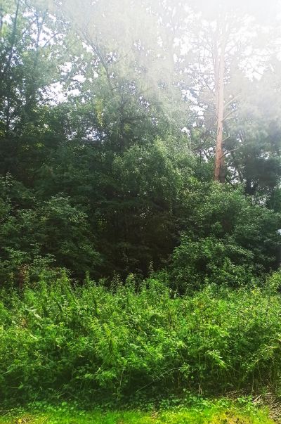 photo 63bdf2cacf343_thumb.jpg