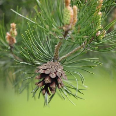 photo 63be1c0d949a3_thumb.jpg