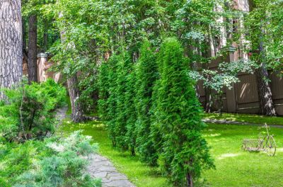 photo 68e61c7912999_thumb.jpg