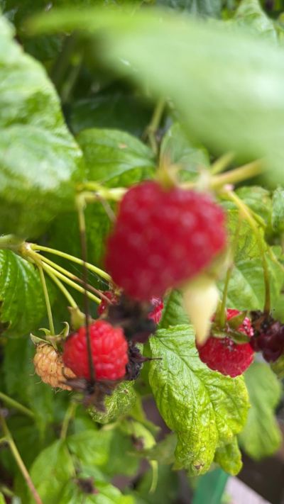 photo 63f3d817dee2e_thumb.jpg