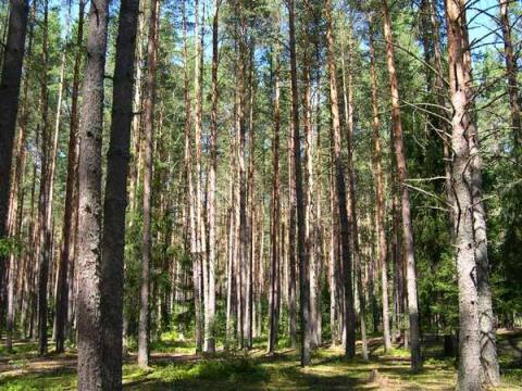 Лесное Поречье